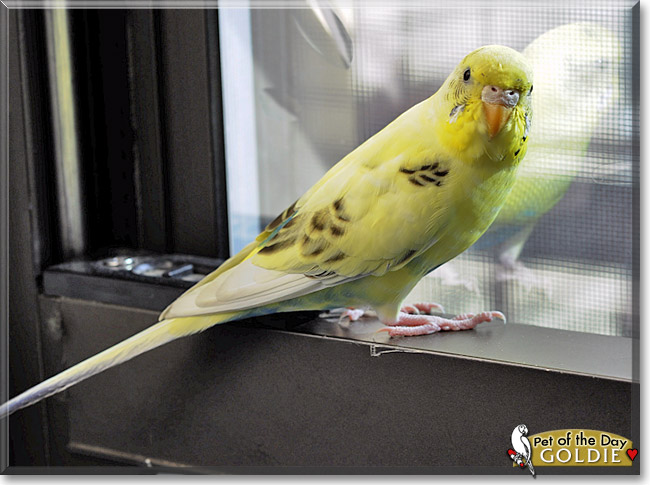 Goldie, the Pet of the Day Goldie, the Pet of the Day