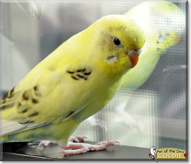 Goldie, the Pet of the Day Goldie, the Pet of the Day