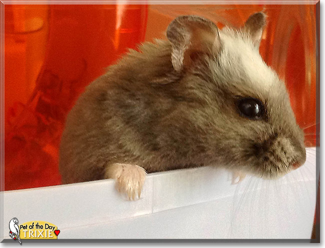 Trixie, the Pet of the Day Trixie, the Pet of the Day