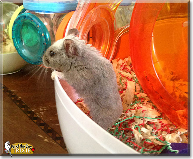 Trixie, the Pet of the Day Trixie, the Pet of the Day
