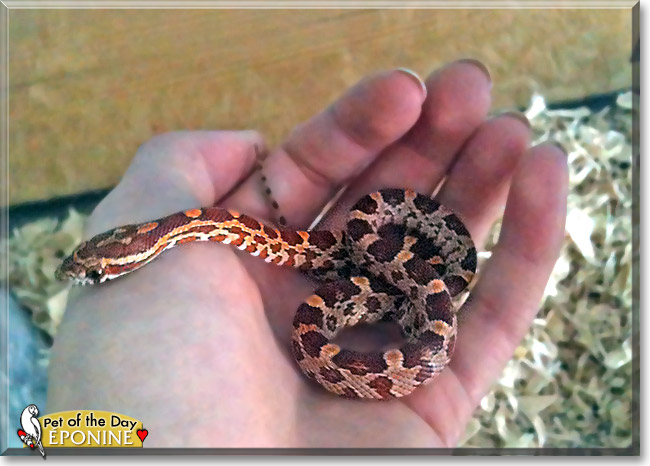 Éponine, the Pet of the Day Éponine, the Pet of the Day