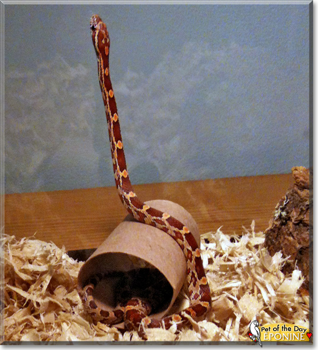 Éponine, the Pet of the Day Éponine, the Pet of the Day