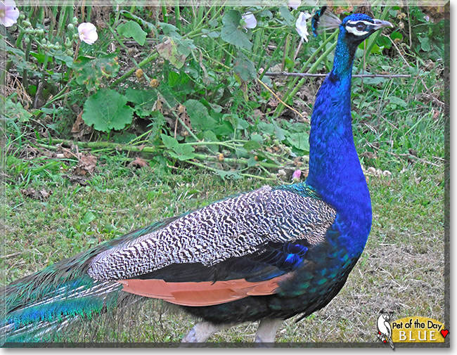 Blue, the Pet of the Day Blue, the Pet of the Day