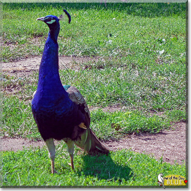 Blue, the Pet of the Day Blue, the Pet of the Day