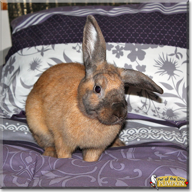 Pumpkin, the Pet of the Day Pumpkin, the Pet of the Day
