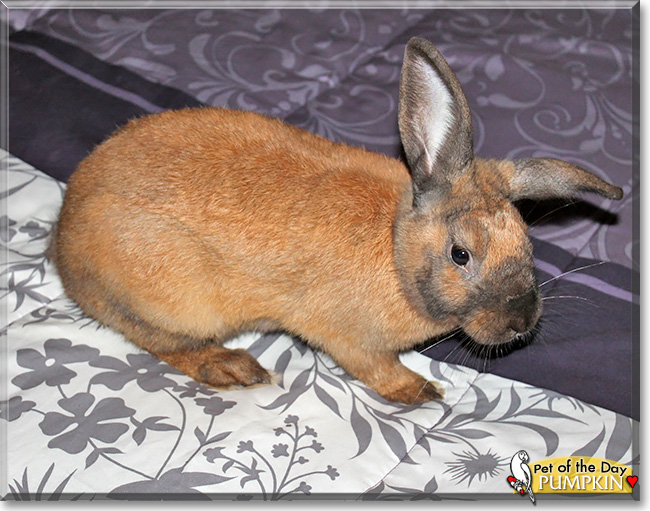 Pumpkin, the Pet of the Day Pumpkin, the Pet of the Day