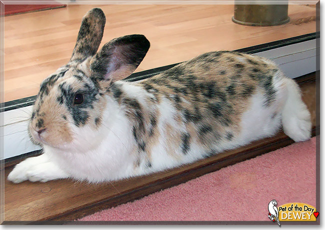 Dewey, the Pet of the Day Dewey, the Pet of the Day