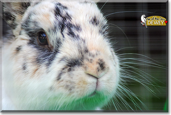Dewey, the Pet of the Day Dewey, the Pet of the Day