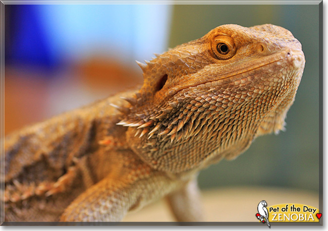 Zenobia, the Pet of the Day Zenobia, the Pet of the Day