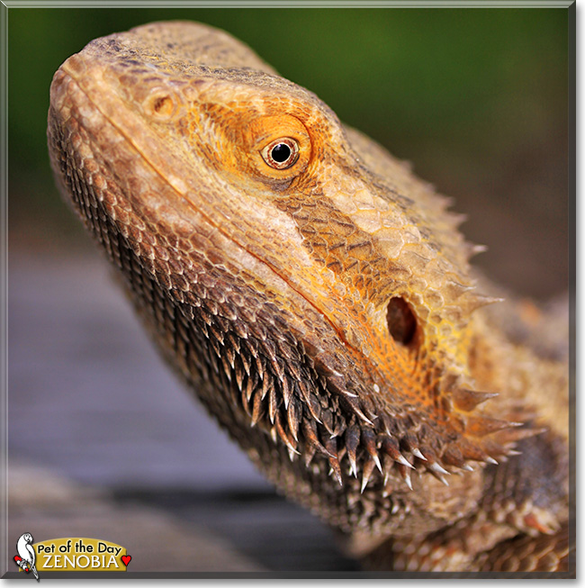 Zenobia, the Pet of the Day Zenobia, the Pet of the Day