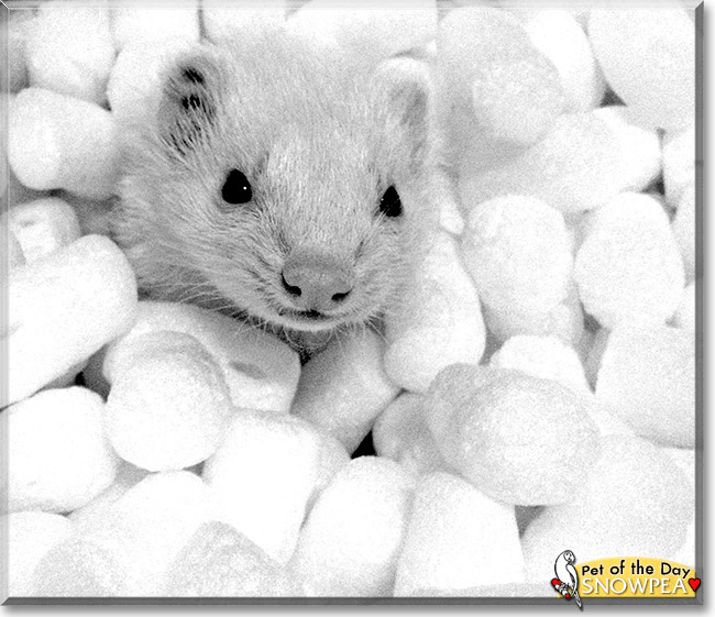 Snowpea, the Pet of the Day Snowpea, the Pet of the Day