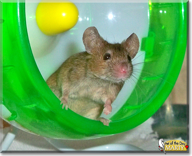 Marty, the Pet of the Day Marty, the Pet of the Day