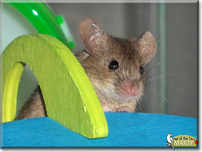 Marty, the Pet of the Day Marty, the Pet of the Day