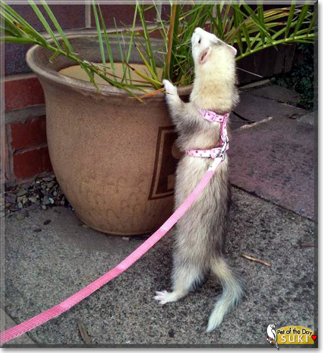 Suki, the Pet of the Day Suki, the Pet of the Day