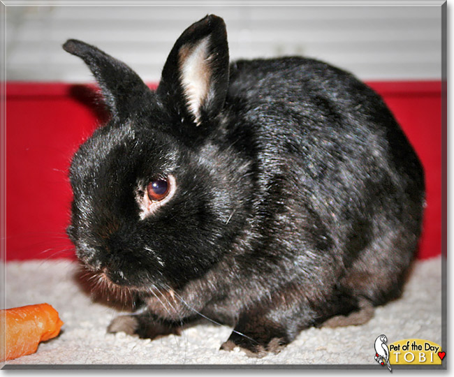 Tobi, the Pet of the Day