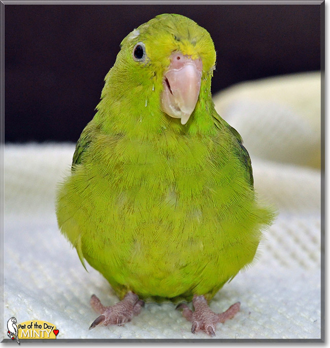 Minty, the Pet of the Day Minty, the Pet of the Day