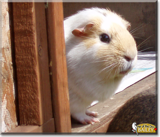 Bailey, the Pet of the Day Bailey, the Pet of the Day