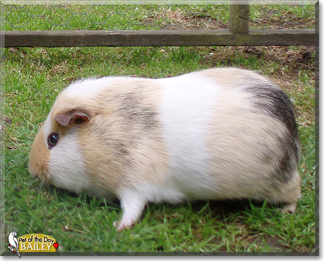 Bailey, the Pet of the Day Bailey, the Pet of the Day