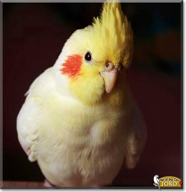 Joko, the Pet of the Day