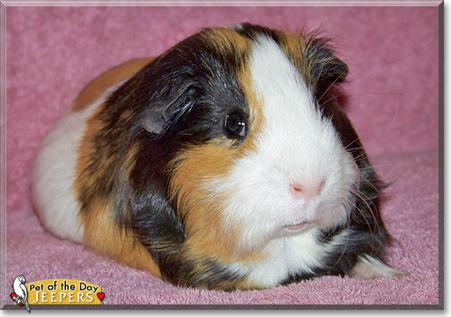 Jeepers, the Pet of the Day
