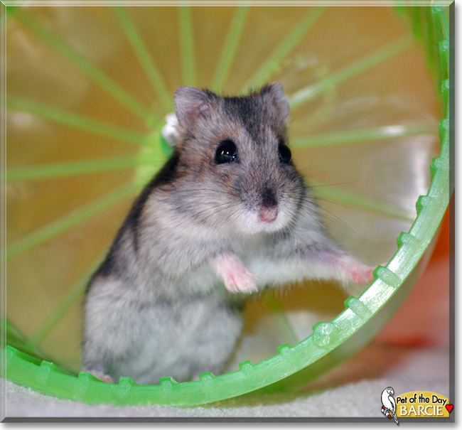 Barcie, the Pet of the Day