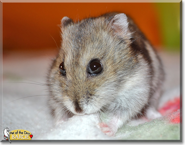 Barcie, the Pet of the Day Barcie, the Pet of the Day