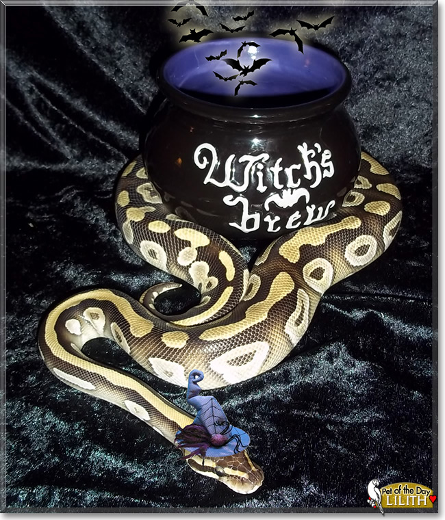 Lilith, the Pet of the Day 29b