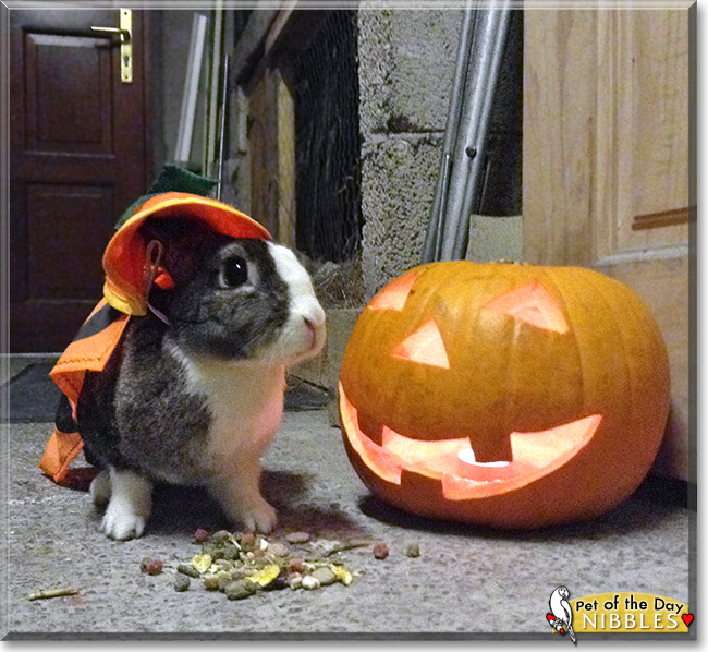 Nibbles, the Pet of the Day