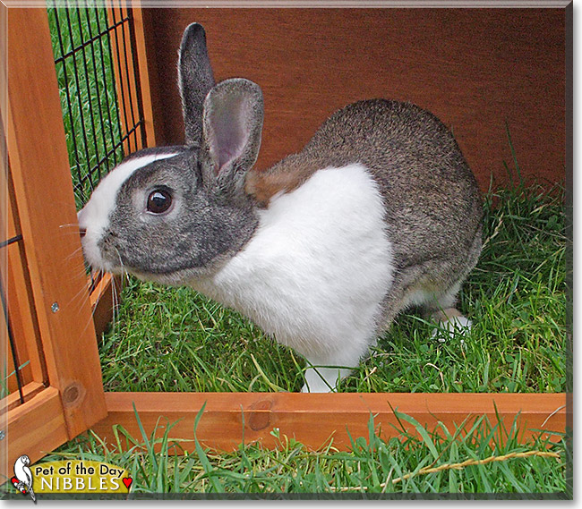 Nibbles, the Pet of the Day 29b