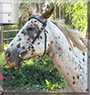 Jack the Appaloosa horse