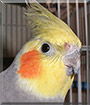 Davey the Cockatiel