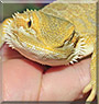 Capri the Bearded Dragon