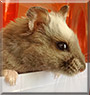 Trixie the Russian dwarf hamster