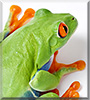 Big Mama the Red Eye Tree Frog