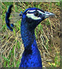 Blue the Peacock