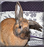 Pumpkin the Rabbit