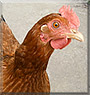 Charlie the Chicken
