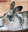 Dewey the Rabbit