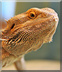 Zenobia the Central Bearded Dragon