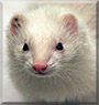 Snowpea the Ferret