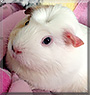 Poppy the English Crested Guinea Pig