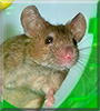 Marty the House Mouse