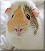 Frikka the Guinea Pig