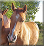 Doc the American Quarter Horse