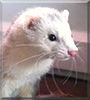 Suki the Ferret