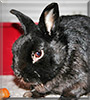 Tobi the Dwarf Rabbit