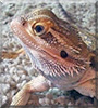 Loki the Bearded Dragon