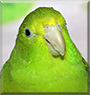Minty the Green Rumped Parrotlet
