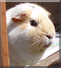 Bailey the Guinea Pig
