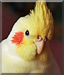 Joko the Cockatiel